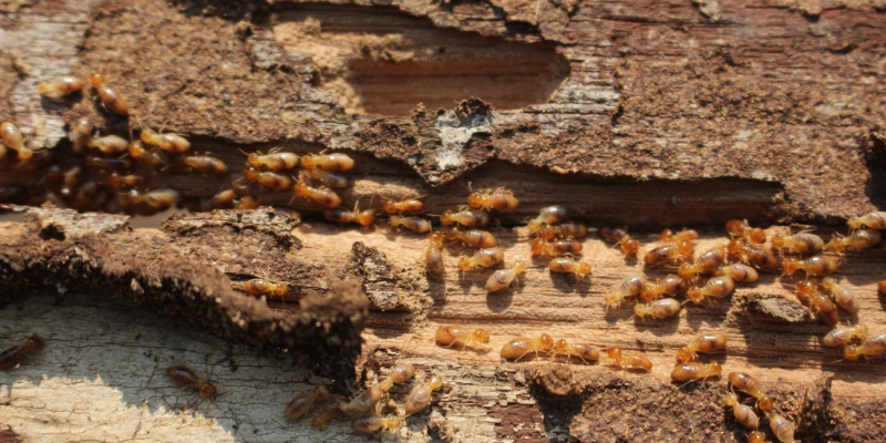 How Do I Know if I Have Termites?