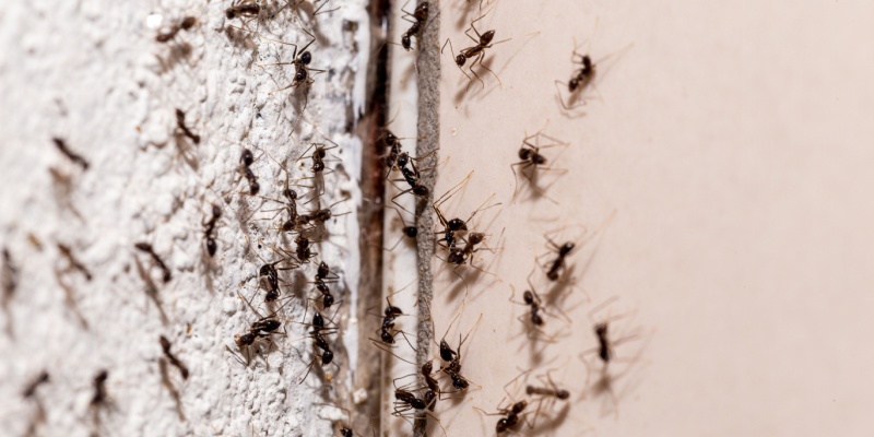 Best Ant Exterminators in Covington, LA